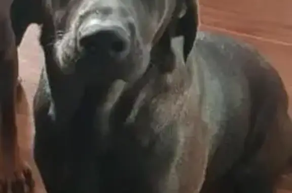 Lost dog, female, Whittlesea - Yea Road, Yea - black coat, white chest patch, reflective collar - photo