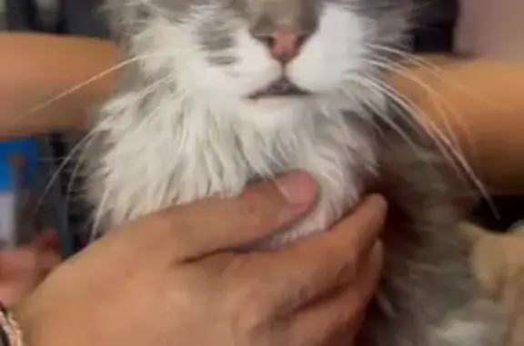 Gato encontrado Guadalajara, foto: Encontrado gato hembra en Calle Tierra Contenta, Tlaquepaque, Guadalajara — internada y sin dientes
