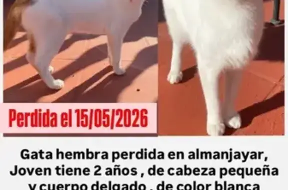 Es una gata delgada con la cabeza pequeña de color blanca entera con la cola naranja y algunas manchitas naranjas en la pata , espalda y cabeza , sus ojos de color amarillo.