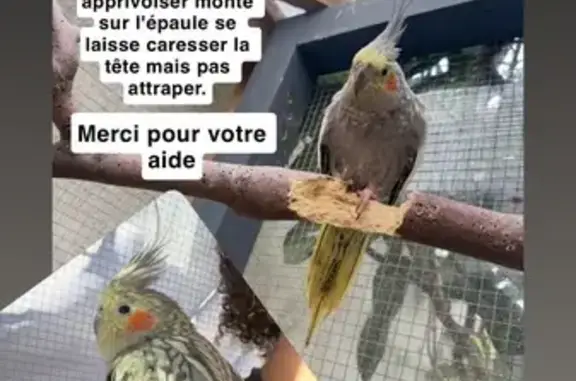 Perdue oiseau femelle, Villemomble, Île-de-France - apprivoisée, monte sur l’épaule - photo