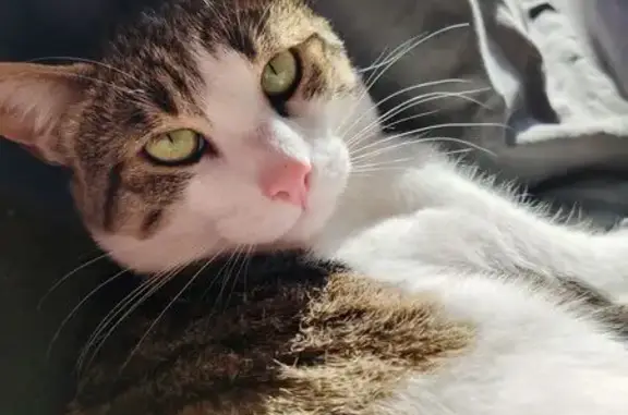 Animaux perdus Veauche, photo: Chat perdu, Rue du Foyer des Travailleurs, 4, Veauche - très craintif