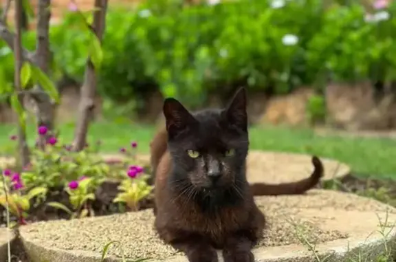 Lost pets Liverpool, photo: Missing cat Male, Liverpool (al496291)