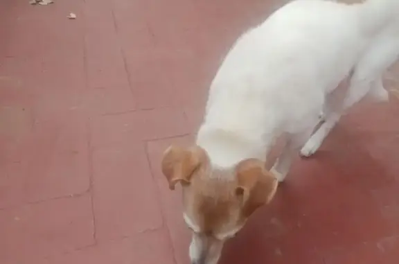 White and Brown. Tail between legs. Very scared, very hungry, was wearing the jersey in the photos. Seems to be deaf. And old. I have her here.
