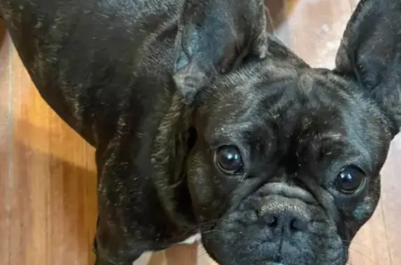 Lost dog, Copper Grove Lane Northeast, 2305, Northwest Harbor, Buford - female, brindle - photo