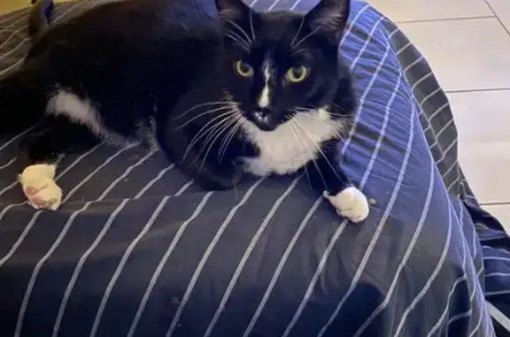 Missing cat Kendall, photo: Lost cat, Southwest 77th Avenue, 9333, Kendall - male, 13 years old, skinny