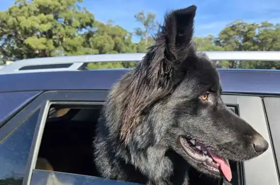 Lost pets Pakenham, photo: Lost dog, Creek Circuit, 23, Pakenham - male, long black fur, orange eyes