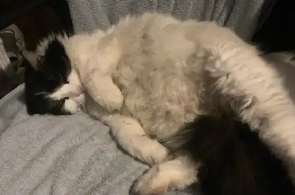 Missing cat Cambridge, photo: Lost cat, Union Street, 34, Cambridge - female, black and white, skinny