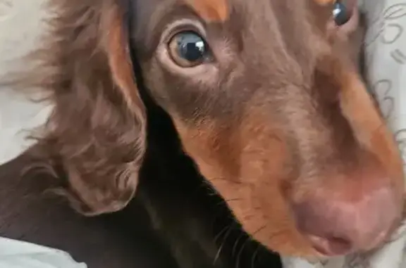 Lost dog, Ferry Road, Somerset, Winchester - timid 4-month-old mini weiner dog - photo
