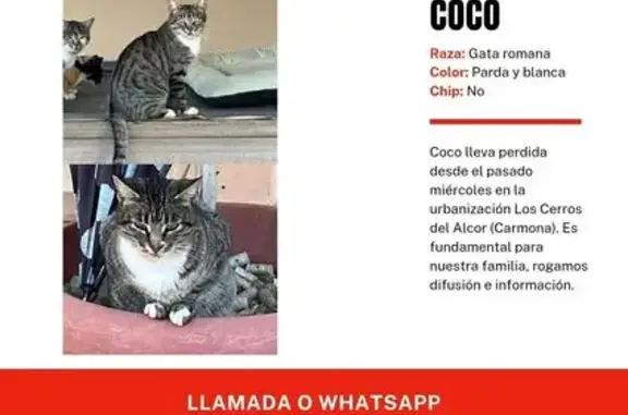 Perdido gato hembra, Avenida de los Hinojos, Carmona - sin chip - photo