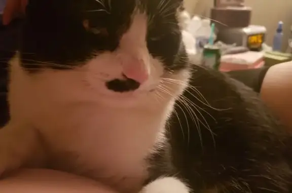 Missing cat Dallas, photo: Lost cat, South 2260 West, 13778, Dallas - male, black and white, friendly and shy