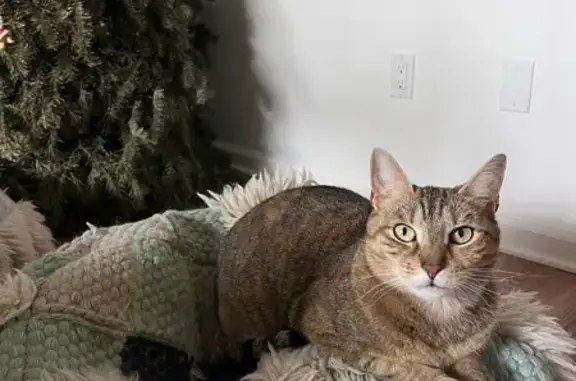 Missing cat Santa Barbara, photo: Lost cat, female, La Roda Avenue, 813, Santa Barbara - tabby with a light green collar