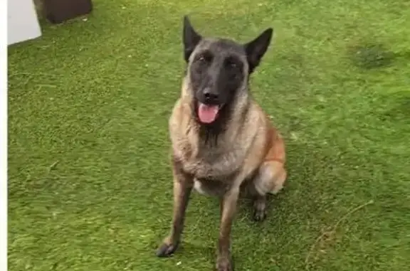 Encontrado perro hembra, Carre...