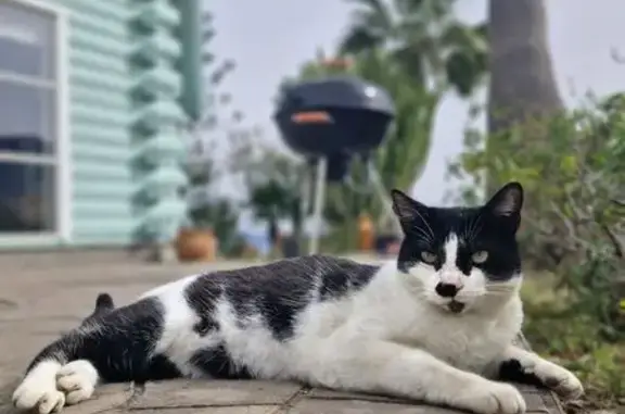 Gatos perdidos, Alhaurin el Grande, foto: Perdido gato macho, Partida Lomas, 1J, Alhaurin el Grande - blanco y negro, con microchip