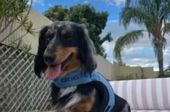Lost dog, Oval Avenue, Adelaide, Para Hills — male, desexed, one blue eye and one brown eye - photo