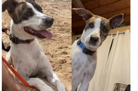 Lost dog, Fricke Street, Makaha, Waianae - female, white with brindle patches - photo