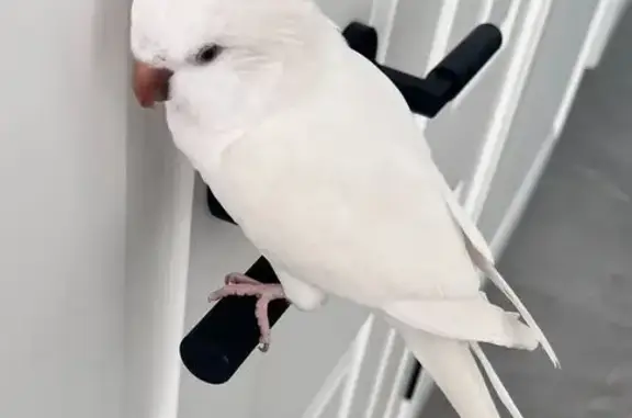 Lost pets Brighton, photo: Lost bird, Dawson Avenue, 28, Bayside, Brighton - white albino quaker parrot with dark red eyes