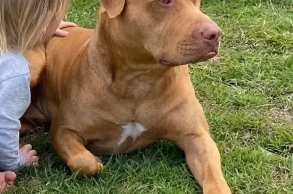 Lost dog, Eatonvale Road, 406, Oakhurst - male, wearing a black collar - photo