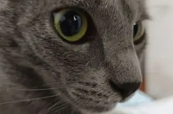 Gato desaparecido Macho (brl00...