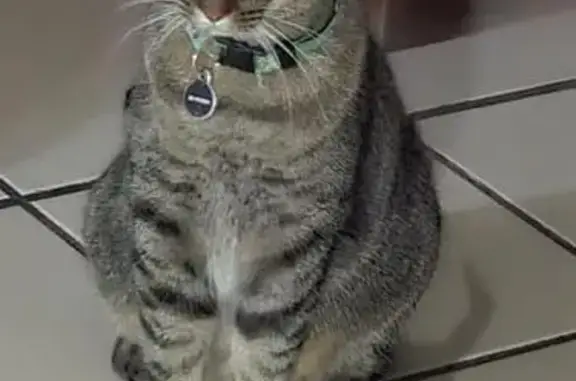 Gato perdido macho, Santa Ana, 4555, Zapopan, Guadalajara, con una pequeña herida cerca del pecho - photo