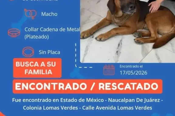 Animales encontrados Mexico City, foto: Encontrado perro macho, Avenida Lomas Verdes, 2165, Naucalpan de Juárez, Mexico City - mestizo color pastor alemán