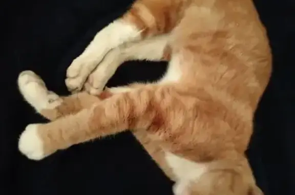 Lost cat, Jan Marx Street, 9,...