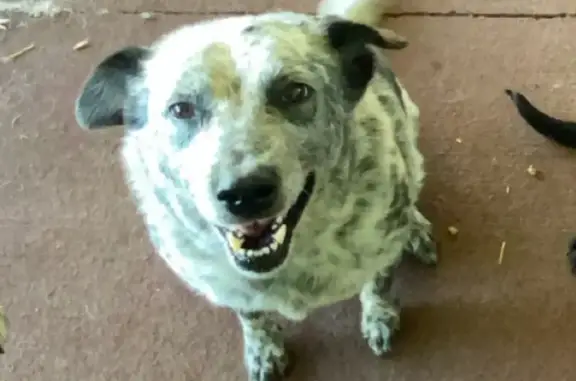 Missing dog Sydney, photo: Lost dog, George Street, 703, Hawkesbury City Council, Sydney - friendly 9-year-old Blue Cattle x Border Collie male