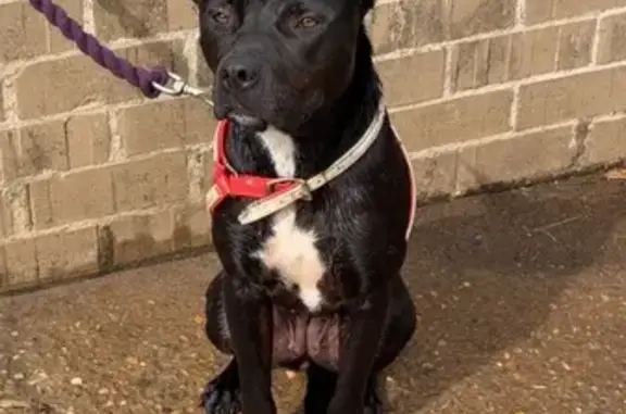 Lost dog, George Street, 703, Hawkesbury City Council, Sydney - female Staffy x, black with white on chest and belly - photo