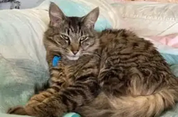 Lost pets Kingston, photo: Lost cat, B68, 185, Kingborough, Kingston - male, medium-length haired tabby, desexed, microchipped