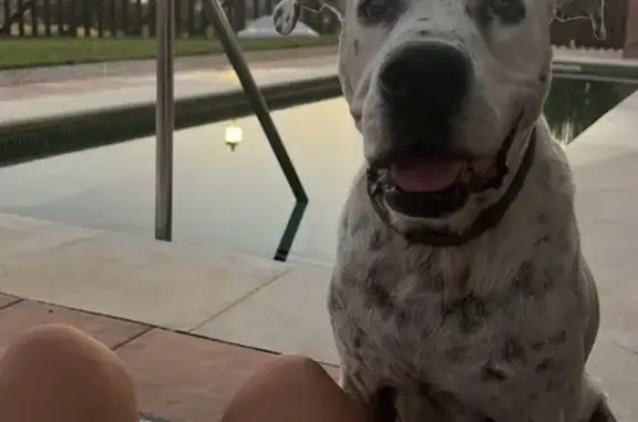Perro perdido, Cartaya, Lepe - macho, blanco con manchitas negras - photo