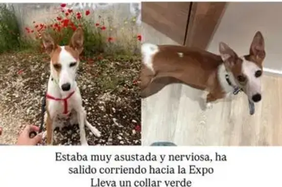 Perros perdidos, Madrid, foto: Perdido perro hembra, Zaragoza, Aragón, Madrid - podenco andaluz muy miedosa
