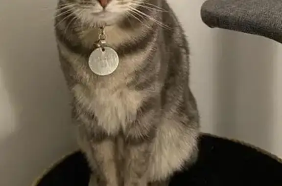 Lost cat, male, Kirriemuir Dri...