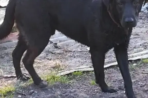 Chien perdu, Vertheuil, Châtillon — mâle, tache blanche au torse - photo