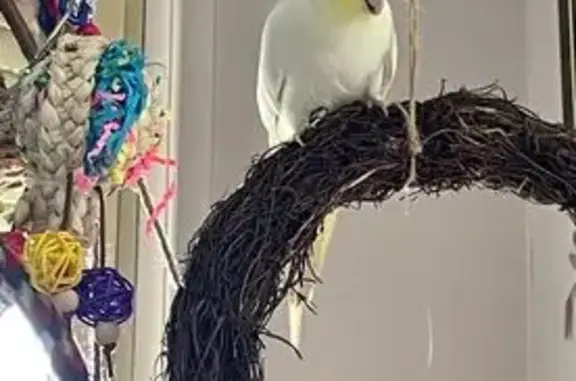 Lost bird, Trinity Drive, 1, Frankston, Langwarrin - male cockatiel, yellow, not a strong flyer - photo