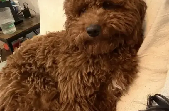 Lost dog, Cherry Valley, Illinois - small reddish brown golden doodle wearing a red harness - photo