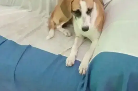 Cachorro encontrado Fêmea (brf...
