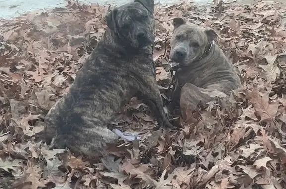 Lost dog male, Briarwood Drive, 833, Jackson - two brindle dogs, no collars - photo
