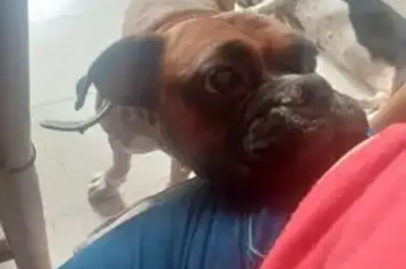 Perros perdidos, Iztapalapa, foto: Perro perdido hembra en Calle Mina, 70, Iztapalapa, Ciudad de México - boxer dócil, sin collar