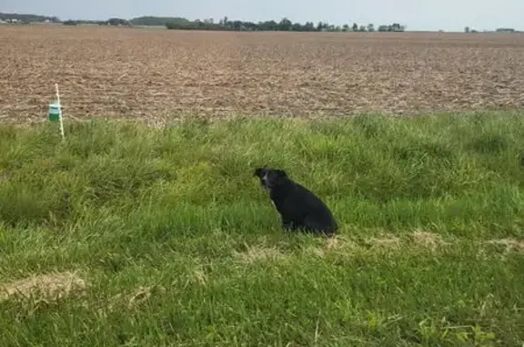 Found dog New Hampshire, photo: Found dog, Township Road 170, Roundhead Township, New Hampshire - black with white chest