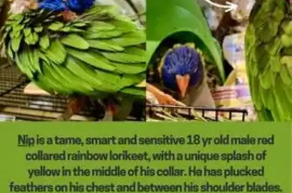 Lost bird Male, Leongatha (al496304) - photo