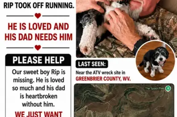 Lost dog, Cold Knob, Summersville - male Mini Bernedoodle - photo