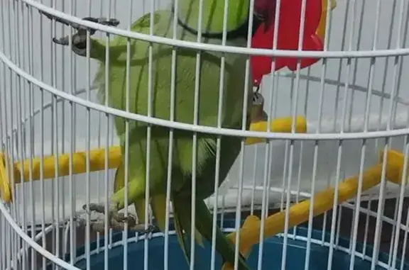 Pássaro encontrado (brf002799)
