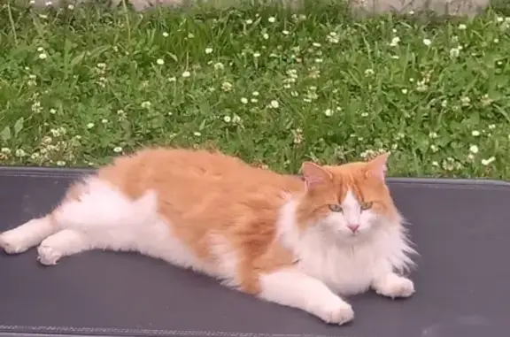 Chat perdu, Mérignac, photo: Chien perdu, Rue des Lavoirs, 41bis, Mérignac - mâle