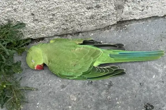 Animaux trouvés Nancy, photo: Trouvée oiseau, Quai Sainte-Catherine, Nancy - perruche à collier verte décédée