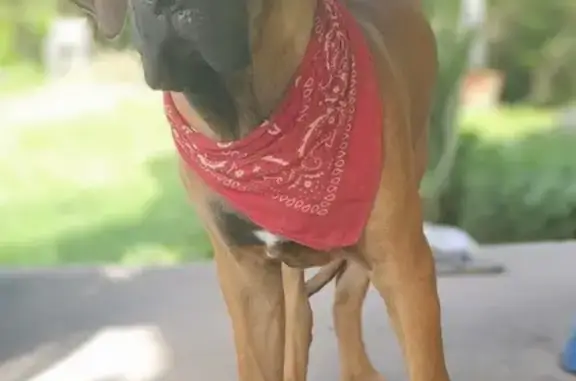 Cachorro perdido Fêmea (brl002...