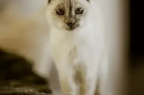 Perdu chat, Avenue de Cocagne, 7, Nailloux - femelle, âgée de 17 ans - photo