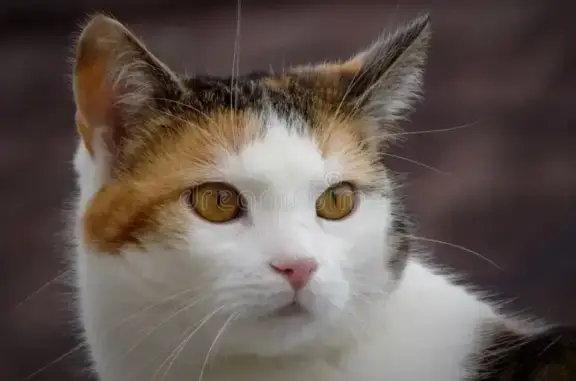 Perdu chat femelle, Rue du Cloitre Notre-Dame, 6, Paris - photo