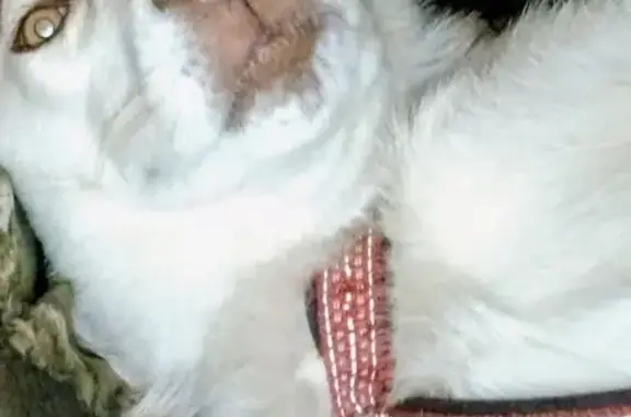 Lost dog, Albertville, Alabama, Birmingham - female husky - photo