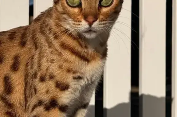 Lost pets Unley, photo: Lost cat, Avondale Street, 9, Unley - female, brown tabby spotted Bengal, green eyes