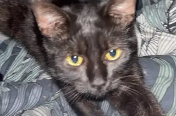 Perdu chat femelle, Route de l’Église, 763, Girac, Bretenoux - toute noire avec 2 taches sur le ventre - photo