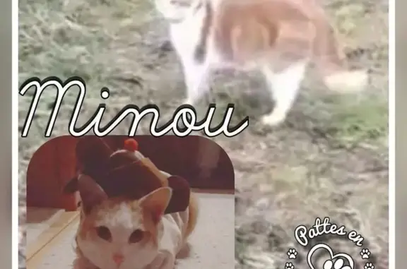 Chat perdu, Rue de Longwy, 33 Bis, Longuyon - mâle - photo